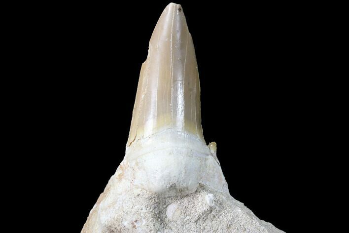 Otodus Shark Tooth Fossil In Rock - Eocene #87013